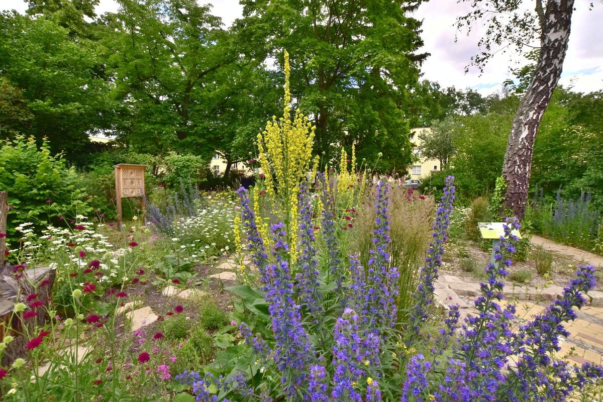 Viele typische Wiesenblumen wurzeln deutlich tiefer als Gräser und sind noch saftig grün, wenn der Rasen bereits vertrocknet ist. | Foto: B_I MEDIEN