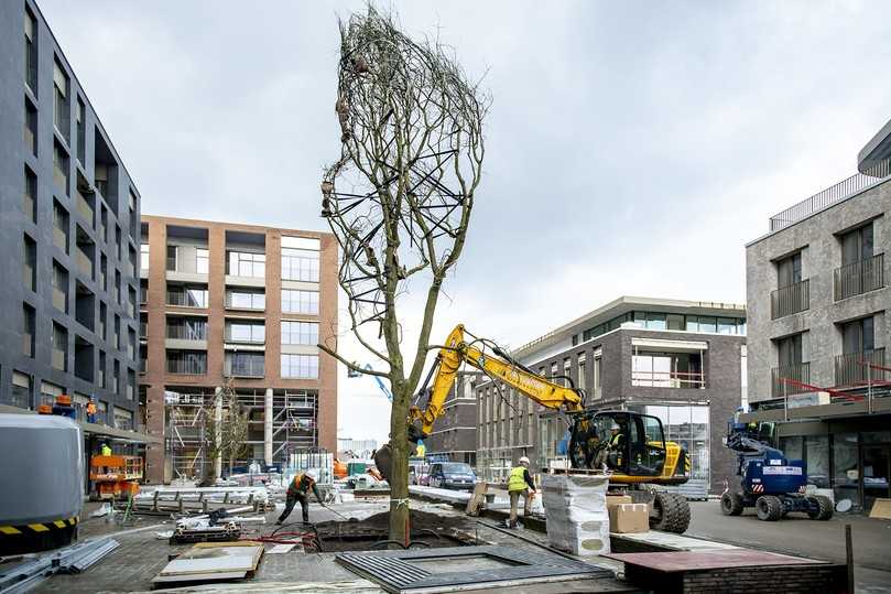 Der Stadtbaum erhält durch den Einsatz des Wavin TreeTanks eine schützende Wachstumszone. Den Baumwurzeln steht im Untergrund ein komfortables Raumangebot zur Verfügung, um genügend Nährstoffe aufzunehmen und sich frei zu entfalten. | Foto: Foto: Wavin