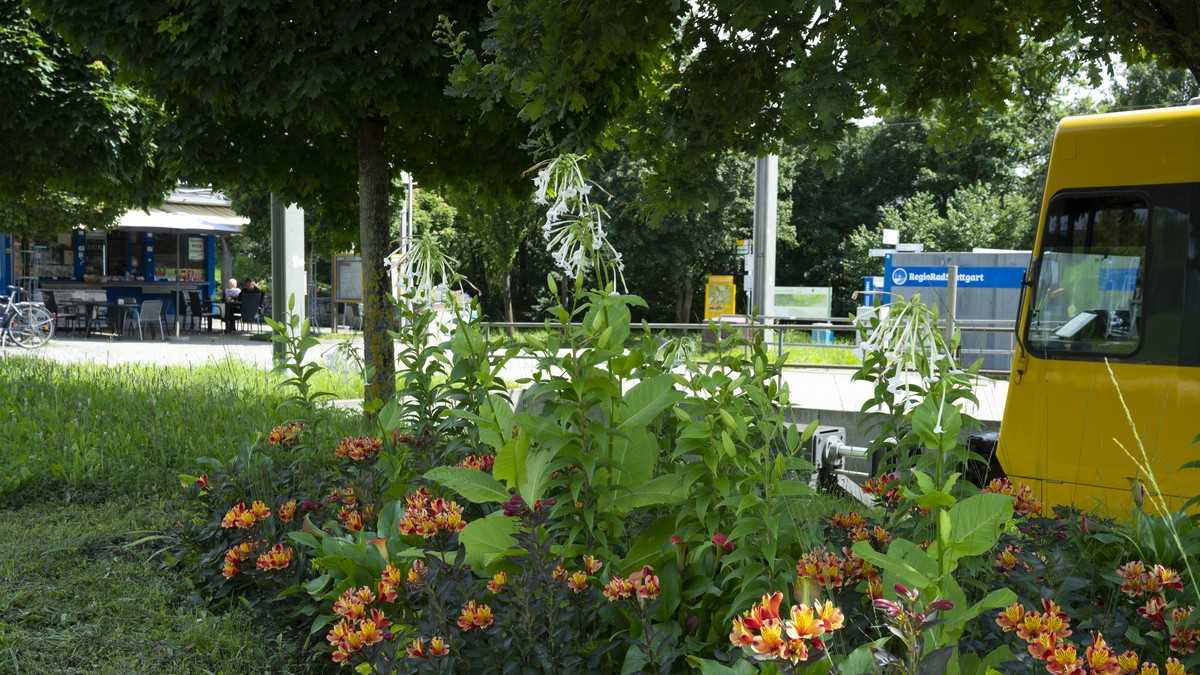 Blumenzwiebeln auch für schattige Plätze Tipps für Profis und Gärtner