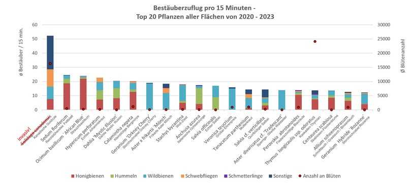 Die Abbildung zeigt den Bestäuberzuflug pro 15 Minuten der 20 am besten beflogenen Pflanzen aus den Bestäuberbonituren 2020 bis 2023. Trotz der hohen Beflugswerte wird Solidago canadensis aufgrund seiner Invasivität nicht empfohlen. | Foto: xx