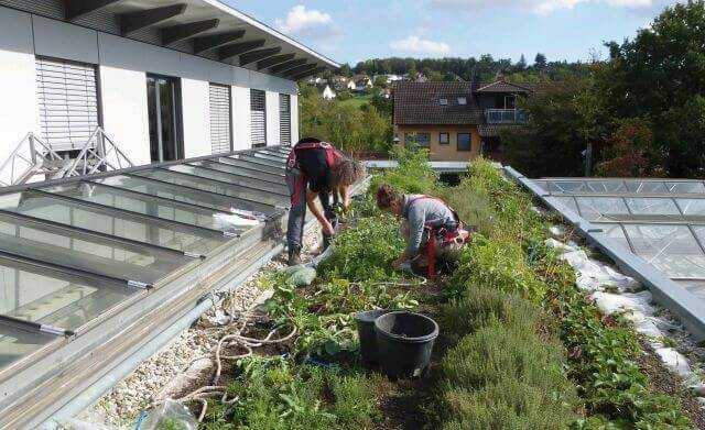 Urban Gardening: Erdbeeren und Salat vom Dach