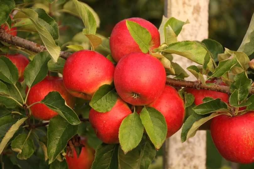 Obst anbauen und mit den Kindern aus dem eigenen Garten ernten - das Bayerische Obstzentrum zeigt auf der Landesgartenschau in Kirchheim, wie es geht. | Foto: Neumüller