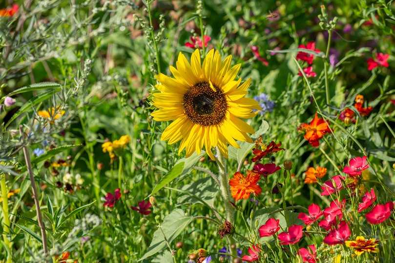 Was es für einen naturnahen Garten braucht, erfahren Besucher der Landesgartenschau in Bad Dürrenberg in der Vortragsreihe „Vielfalt im Garten“. | Foto: Colette Dörrwand