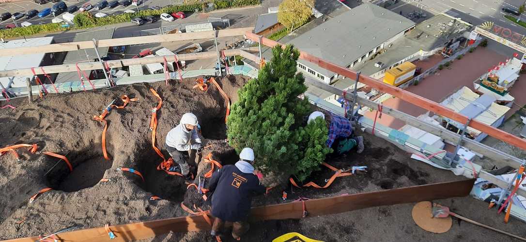 Grüner Bunker in St. Pauli wird mit Bäumen begrünt