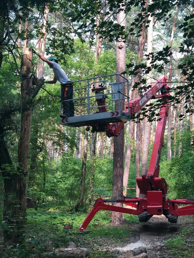 Auch im dichten Baumbestand ist dank Doppel-Teleskoparm und breitem Arbeitskorb effizientes Arbeiten möglich, ohne häufiges Umsetzen der Maschine. | Foto: Eichwalder Baumdienst