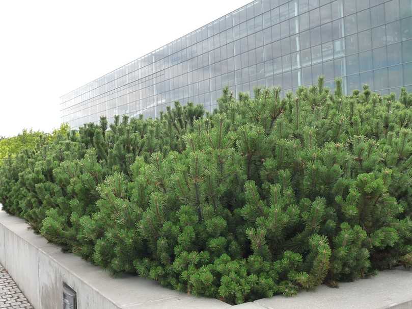 Bei den trockentoleranten Gehölzen sollten die Nadelgehölze wie zum Beispiel die Berg-Kiefer (Pinus mugo) nicht vergessen werden. | Foto: Gerd Reidenbach