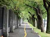 Radinfrastruktur im Einklang mit dem Baumbestand