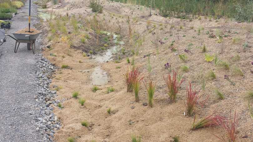 Mineralmulch mindert die Verdunstung. Die Schutzschicht liegt locker über dem Oberboden. | Foto: Staudengärtnerei Hofmann