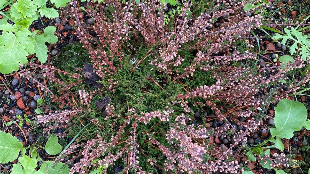 Zur heimischen Flora gehört beispielsweise dieses rosefarbene Heidekraut (Calluna vulgaris). | Foto: MATTAK AS