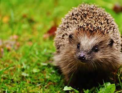 Gefährlichkeit der Geräte für Igel unterscheiden