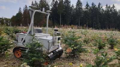 Weihnachtsbäume nachhaltiger anbauen