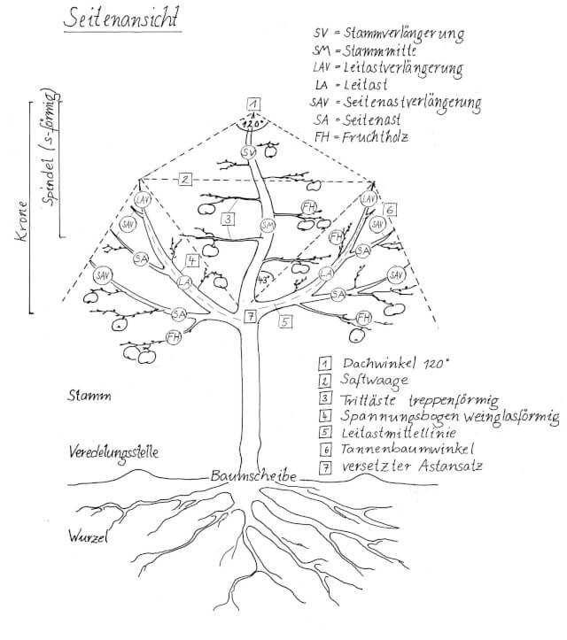 Abb.2: Optimaler Baum in Seitenansicht. | Abb.: Maya Heller | Rechte: Michael Grolm