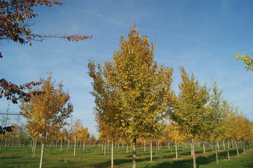 Ulmus Rebona (Resista Ulme) überzeugt mit gleichmäßigem, kräftigem Wuchs. | Foto: Foto: Klaus Körber / LWG Veitshöchheim