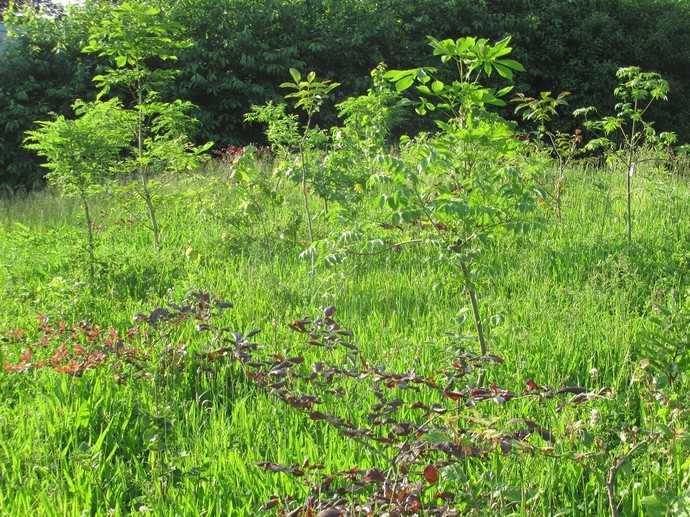 Es grünt in Trier: Die Bäumchen im ersten Tiny Forest der Stadt sind gut angewachsen. | Foto: Karl-Josef Prüm