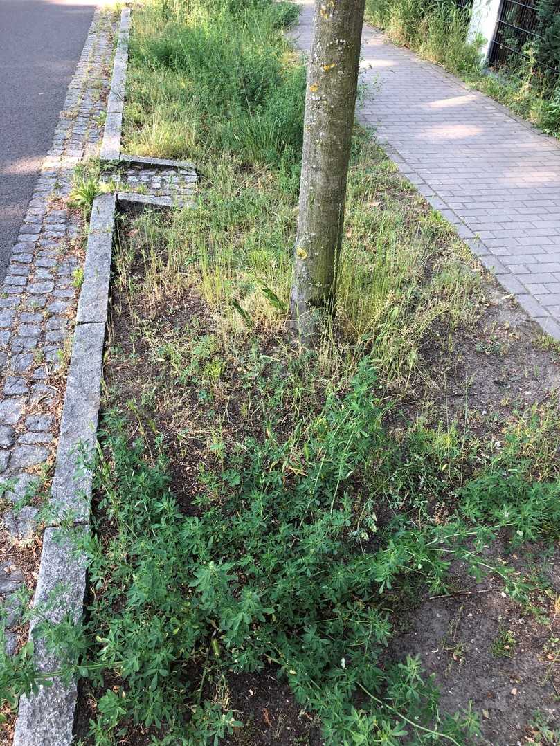 In einer Schwammstadt erfolgt die Oberflächenentwässerung über Baumrigolen. Sie leiten Regenwasser von der Oberfläche durch die Baumgrube, wo es entweder versickern oder zwischengespeichert werden kann. Der Baum nimmt das Wasser auf und verdunstet es über die Krone. Dabei entsteht Verdunstungskälte, die sich in heißen Städten positiv auf das Klima auswirkt. | Foto: Thomas Amtage