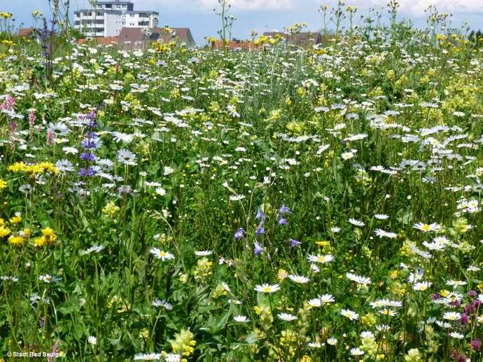 Blühwiese in Bad Saulgau. Aktuell zählt das Bündnis Kommbio 400 Mitglieder. | Foto: Bad Saulgau