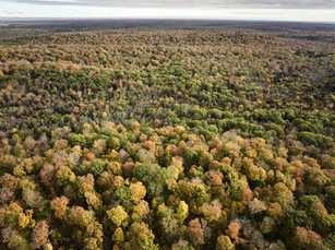 Baum des Jahres 2025 ist die Amerikanische Rot-Eiche