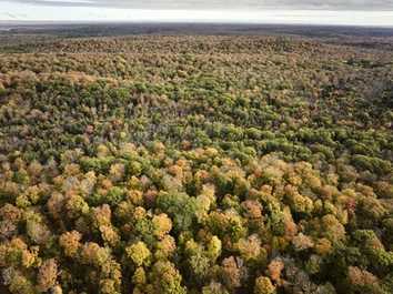 Baum des Jahres 2025 ist die Amerikanische Rot-Eiche