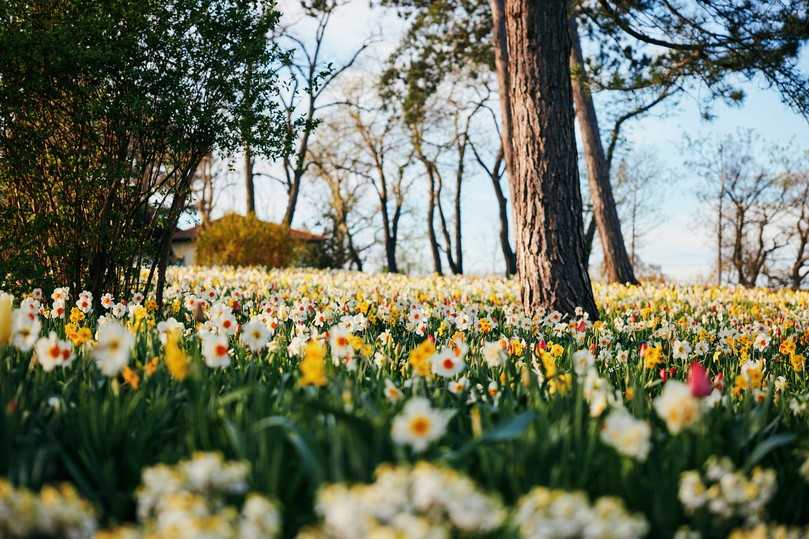 Knackt voraussichtlich am Donnerstagvormittag die 100.000-Besucher-Marke: Die Landesgartenschau in Bad Dürrenberg in Sachsen-Anhalt dauert noch bis zum 13. Oktober 2024. | Foto: Landesgartenschau 2023 gGmbH