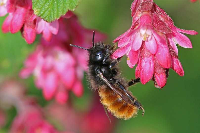 Bevorzugt milde Regionen mit einem großen Blütenangebot: die Gehörnte Mauerbiene. | Foto: Hans-Jürgen Sessner