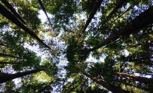 UBA aktualisiert Länderübersicht zur umweltfreundlichen Beschaffung