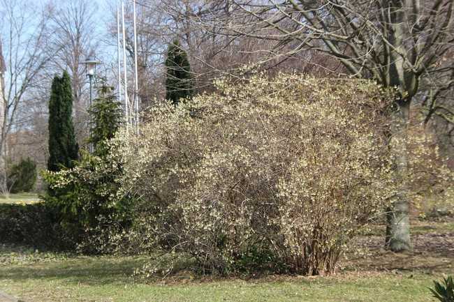 Die Winter-Duft-Heckenkirsche (Lonicera x purpusii) sollte in keiner Gartenanlage fehlen. | Foto: Gerd Reidenbach