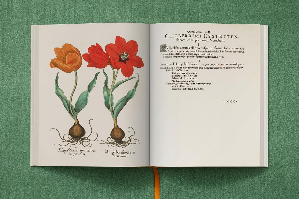 Späte Tulpe mit großer roter Blüte; Tulpe mit gelben, getupften Blütenblättern | Foto: TASCHEN / Bibliothek des Bischöflichen Seminars Eichstätt/Universitätsbibliothek