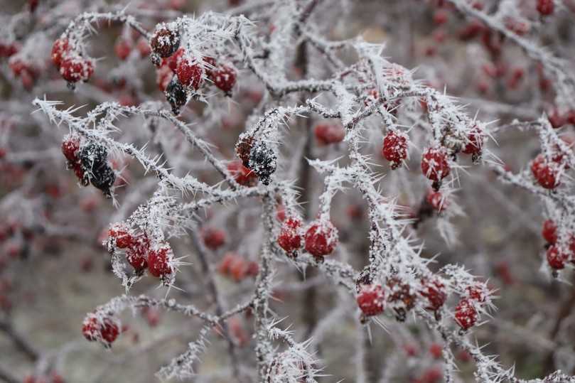 Die Rotblättrige Rose (Rosa glauca) hat auch eine ausgesprochen schöne Winterwirkung. | Foto: Gerd Reidenbach