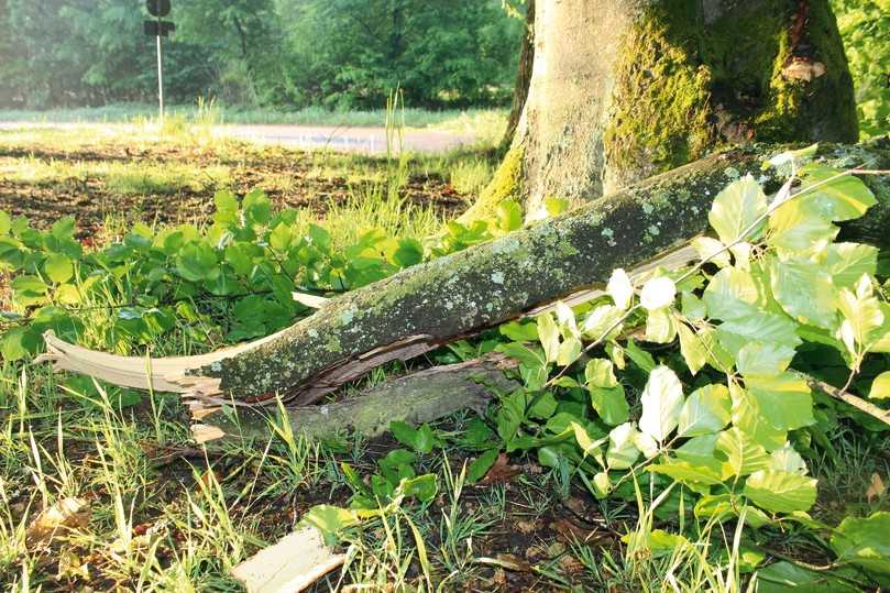 Astabbrüche lassen sich vermeiden, wenn der Verkehrssicherungspflicht nachgekommen wird. | Foto: Daniela Antoni