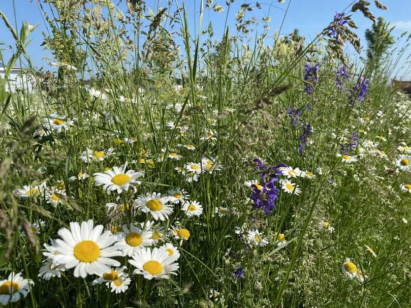 Wildblumenwiesen von Schwab sind langsam wachsende Rasenmischungen, die in verschiedenen Zusammensetzungen erhältlich sind. | Foto: Schwab