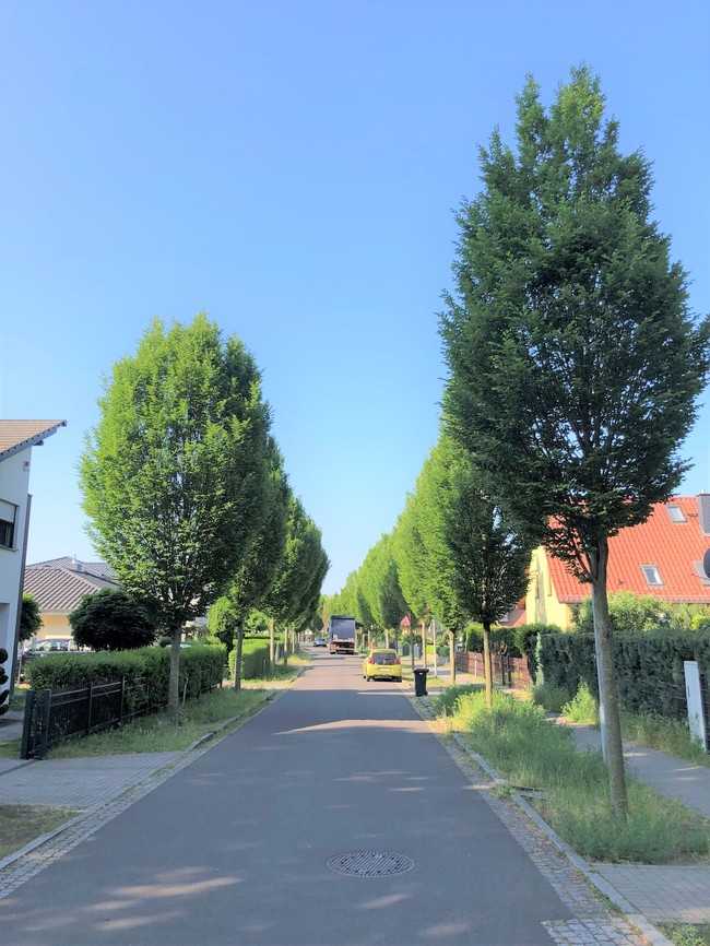 Baumpflanzung im Schwammstadtprinzip. | Foto: Thomas Amtage