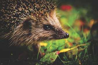 Köln erlässt Nachtfahrverbot zum Igel-Schutz