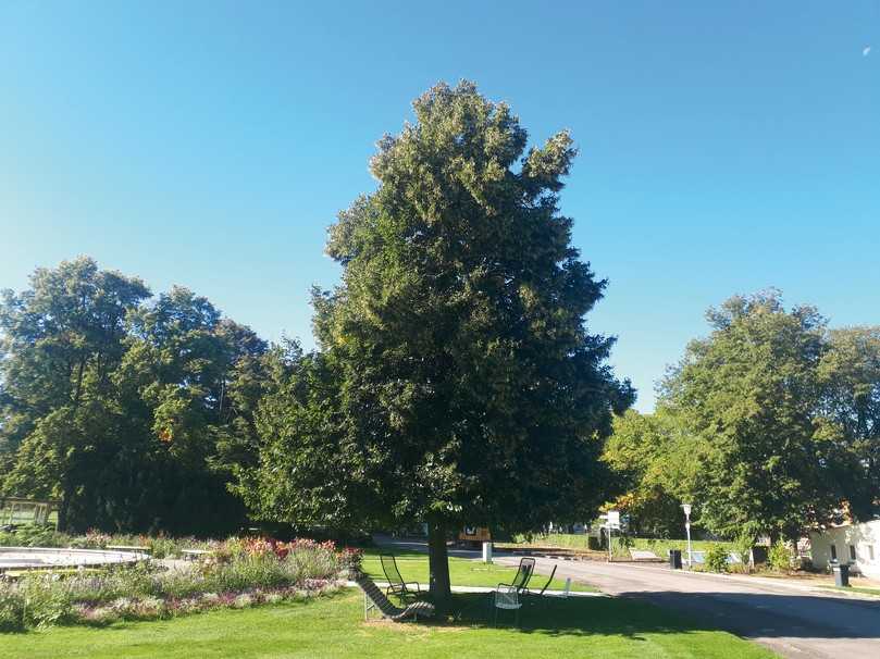 Wunderschöne Tilia x euchlora (Krimlinde) in Erfurt. | Foto: Foto: Klaus Körber / LWG Veitshöchheim