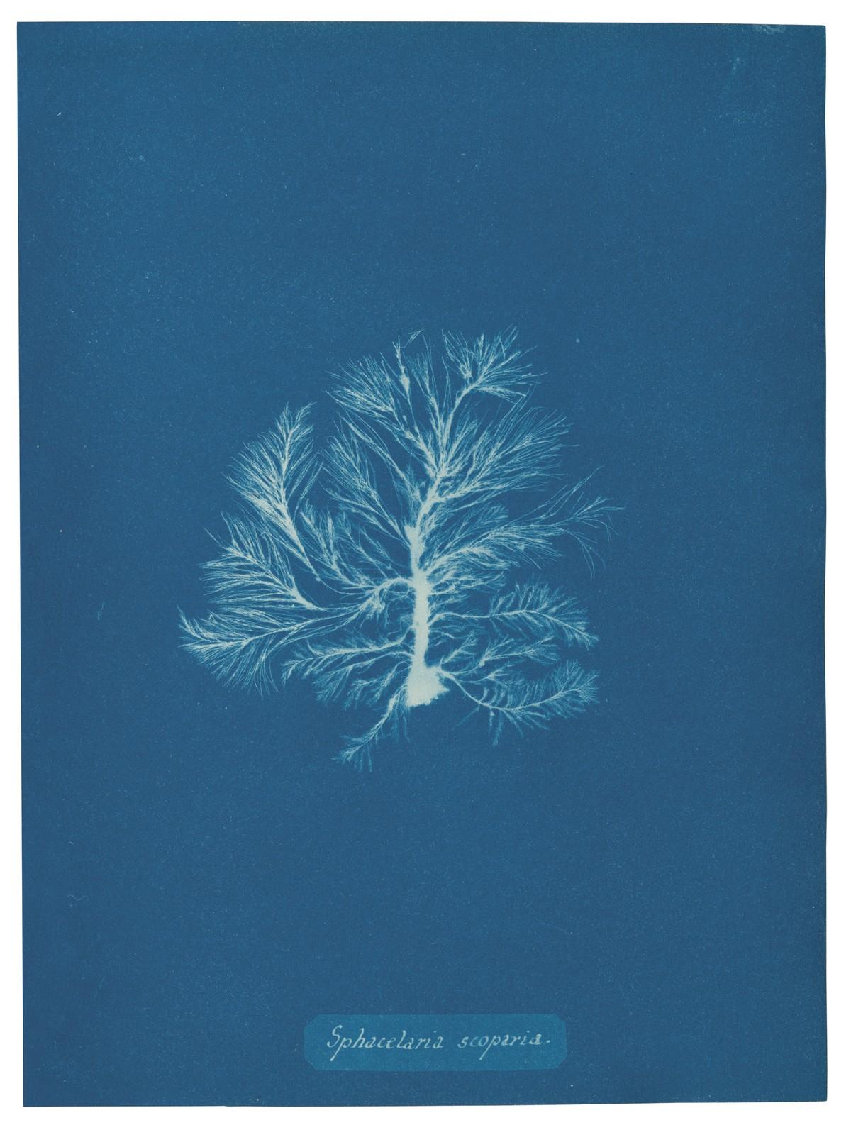 Die unnachahmlichen Cyanotypie-Fotogramme von Algen und Farnen, die Atkins anfertigte, bilden die ersten Bücher mit Fotografien. | Foto: TASCHEN / The Metropolitan Museum of Art, New York