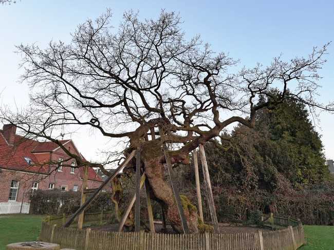 Möglicher Kandidat für den ältesten Baum Deutschlands: die Femeiche in Erle in Nordrhein-Westfalen. | Foto: Roloff
