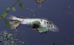 Gefährliche Rattengifte in Fischen nachgewiesen