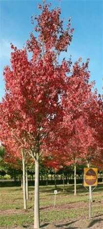 Den Rotahorn der Sorte 'October Glory' hatte sich BGL-Präsident August Forster gewünscht. Nun lassen die NürnbergMesse und die Firma Compo diesen lange Laub haltenden "Indian-Summer"-Baum ebenfalls pflanzen. | Foto: Baumschule Lappen