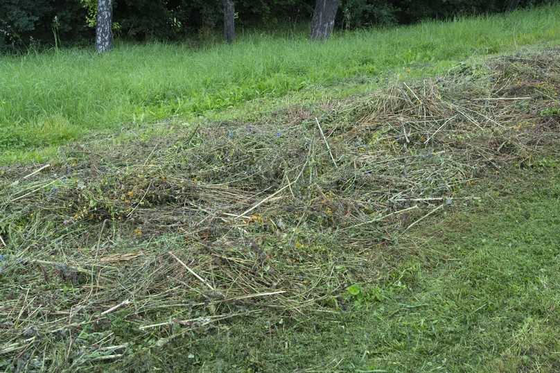 Beim Mähen sollten mindestens 15 Prozent der Fläche stehenbleiben und idealerweise nicht mehr als zweimal pro Jahr gemäht werden. | Foto: Verver