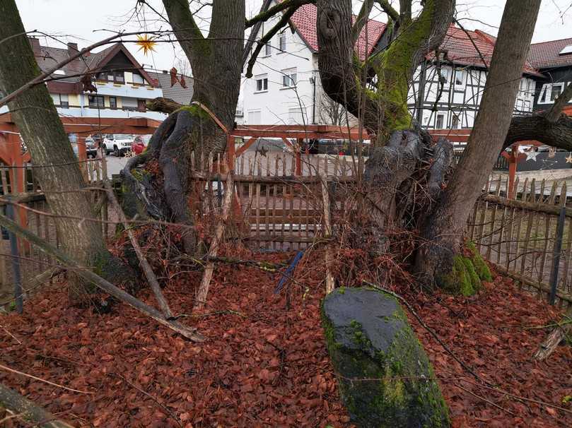 Nachzöglinge von Zukunftsstämmen (links und rechts im Bild) aus den Stammfüßen der Vorgänger, vermutlich dritten oder vierten Generation. | Foto: Roloff