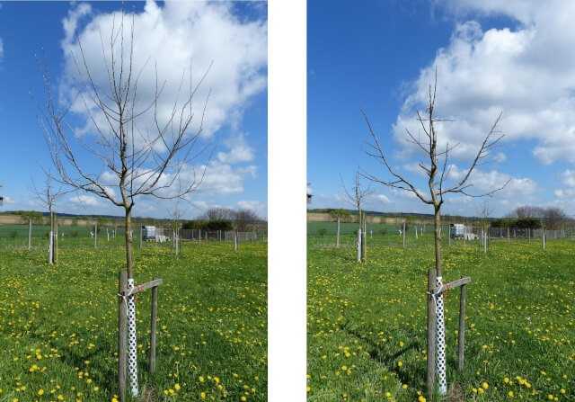 5-jähriger Apfelbaum vor (links) und nach dem Schnitt (rechts). | Fotos: Michael Grolm