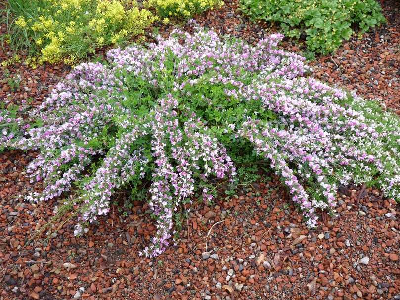 Der Purpur-Geißklee (Chamaecytisus purpureus) eignet sich gut als kleiner Bodendecker. | Foto: Gerd Reidenbach