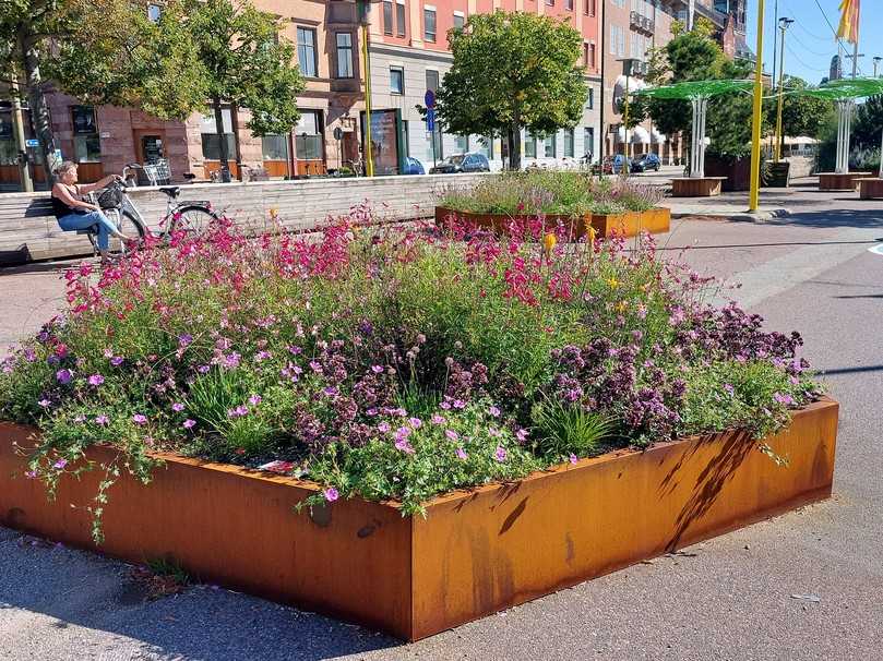 Das „Stockholmer System“ liefert nicht nur wertvolle Vorarbeit in Bezug auf Stadtbäume – sondern auch Blaupausen für alles übrige urbane Grün:  vom Magerrasen über Staudenbeete bis hin zu Dach- und Fassadenbegrünungen. Im Bild ein Staudenbeet in Malmö (Schweden), in welchem eine Mischung aus Recycling-Splitt, Pflanzenkohle und Kompost verwendet wurde. | Foto: Carbuna AG