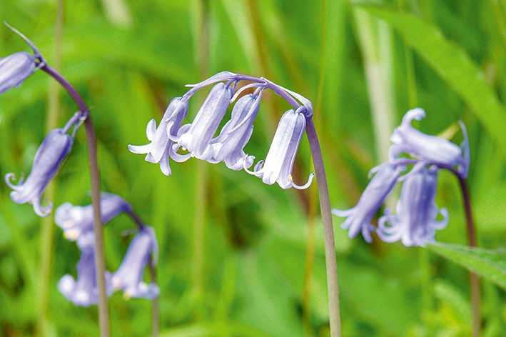 Die  Bluebell dient in England als beliebter Parfumduft. | Foto: Callwey