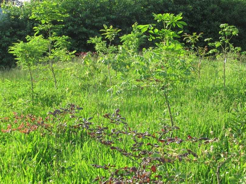 Es grünt in Trier: Die Bäumchen im ersten Tiny Forest der Stadt sind gut angewachsen. | Foto: Karl-Josef Prüm