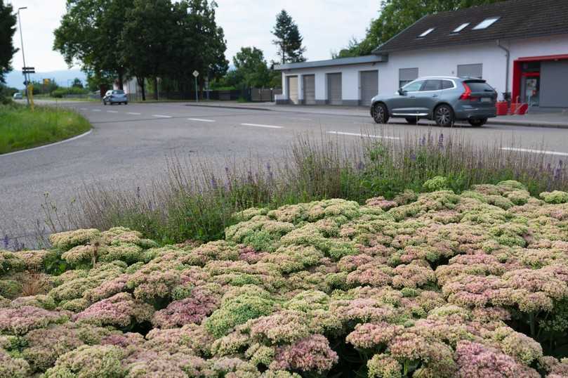 Wenn Trockenheitsbeständigkeit gefragt ist: Tram Robuste Andromeda. | Foto: Verver Export