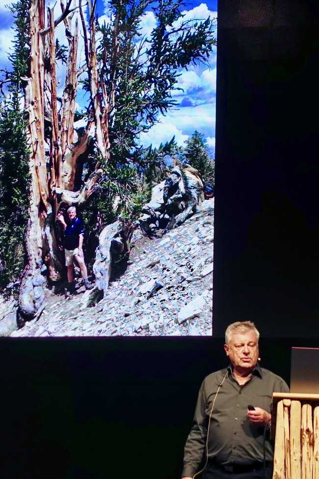 Im Kletterforum problematisierte Dr. Dujesiefken in seinem Vortrag die Ziele in der Uraltbaumpflege. Der 4800 Jahre alte Baum auf Teneriffa ist zwar nicht perfekt, dennoch empfinden wir ihn als schön. | Foto: bs
