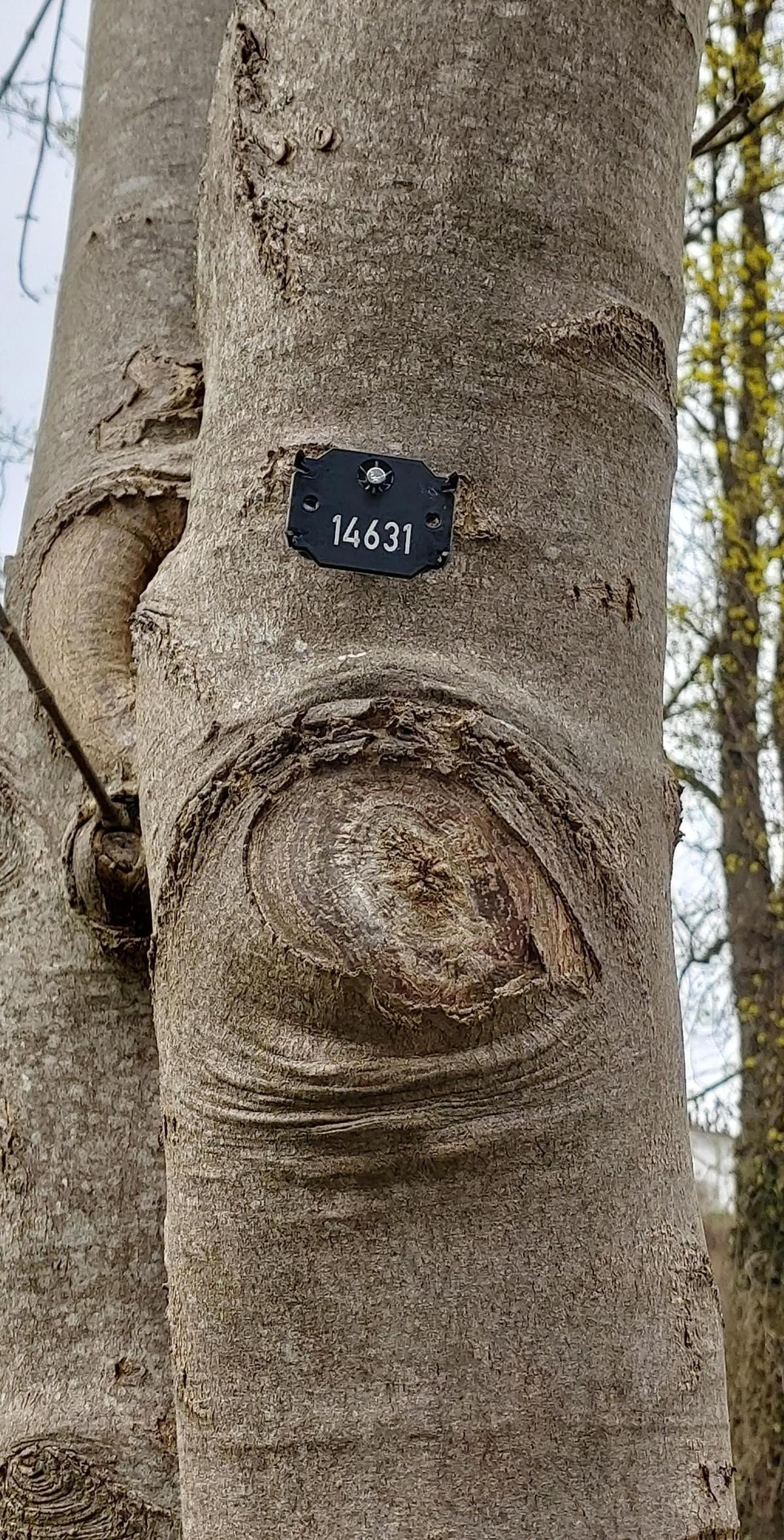 Jeder Baum wird mit der Nummer aus dem Baumkataster gekennzeichnet. | Foto: pagecouture