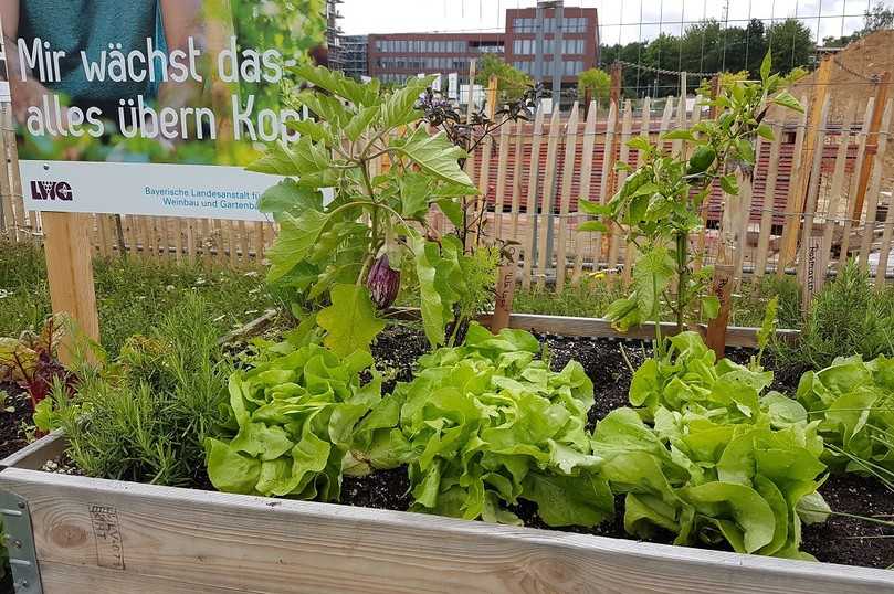 Platz für Auberginen und Salat im mobilen Hochbeet. | Foto: LWG