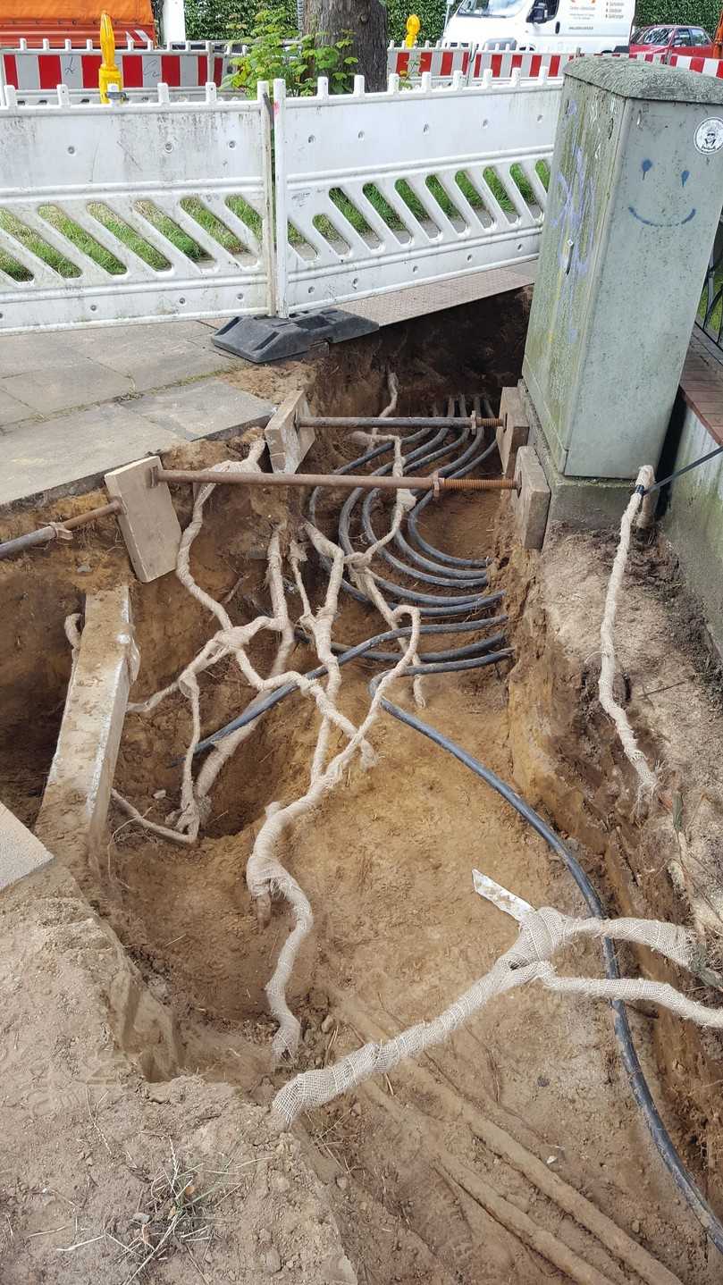 Der beauftragte Baumpfleger kümmert sich während der Bauphase um den Wurzelschutz der angrenzenden Straßenbäume. Das sensible Wurzelwerk wird behutsam freigelegt und zum Schutz mit Jute bandagiert. | Foto: Foto: Baumpflege Bollmann