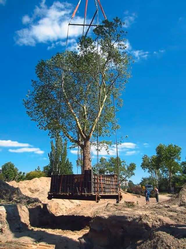 Ein Kran hebt die erstellte Stützkonstruktion zusammen mit dem Baum,  Gesamtgewicht 140 t, an den neuen Standort bzw. auf den Tieflader zum  Abtransport. | Foto: Küster